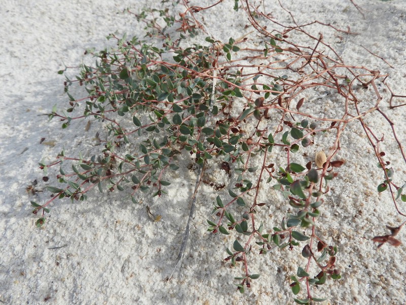 Euphorbia fruticulosa photo 7