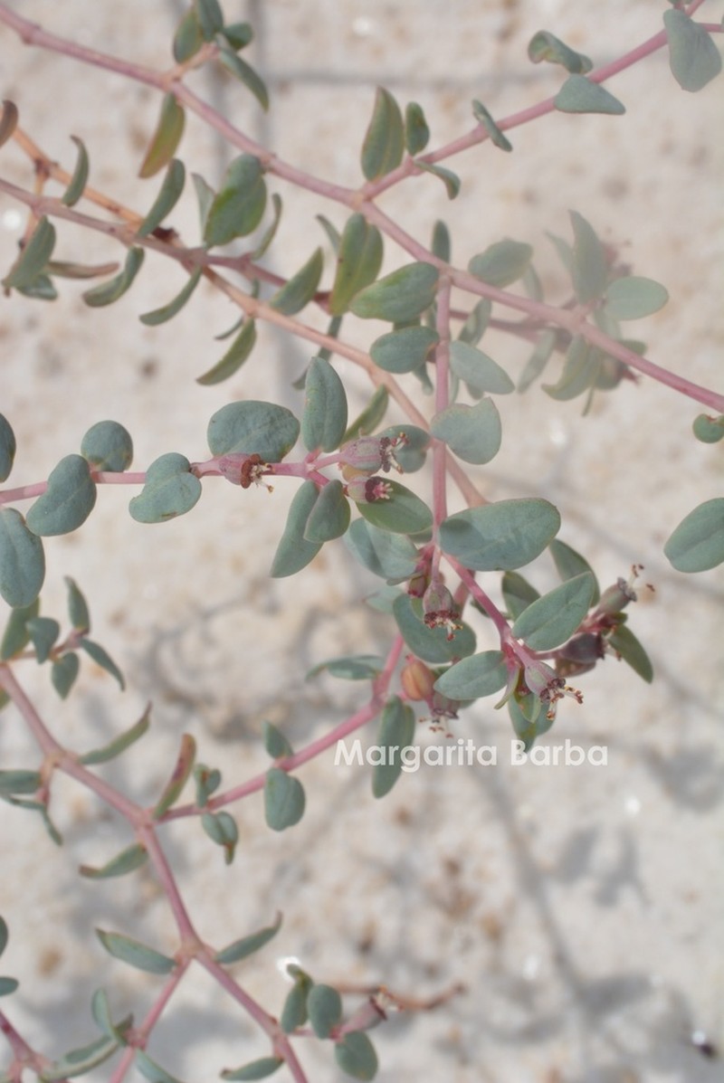 Euphorbia fruticulosa photo 8