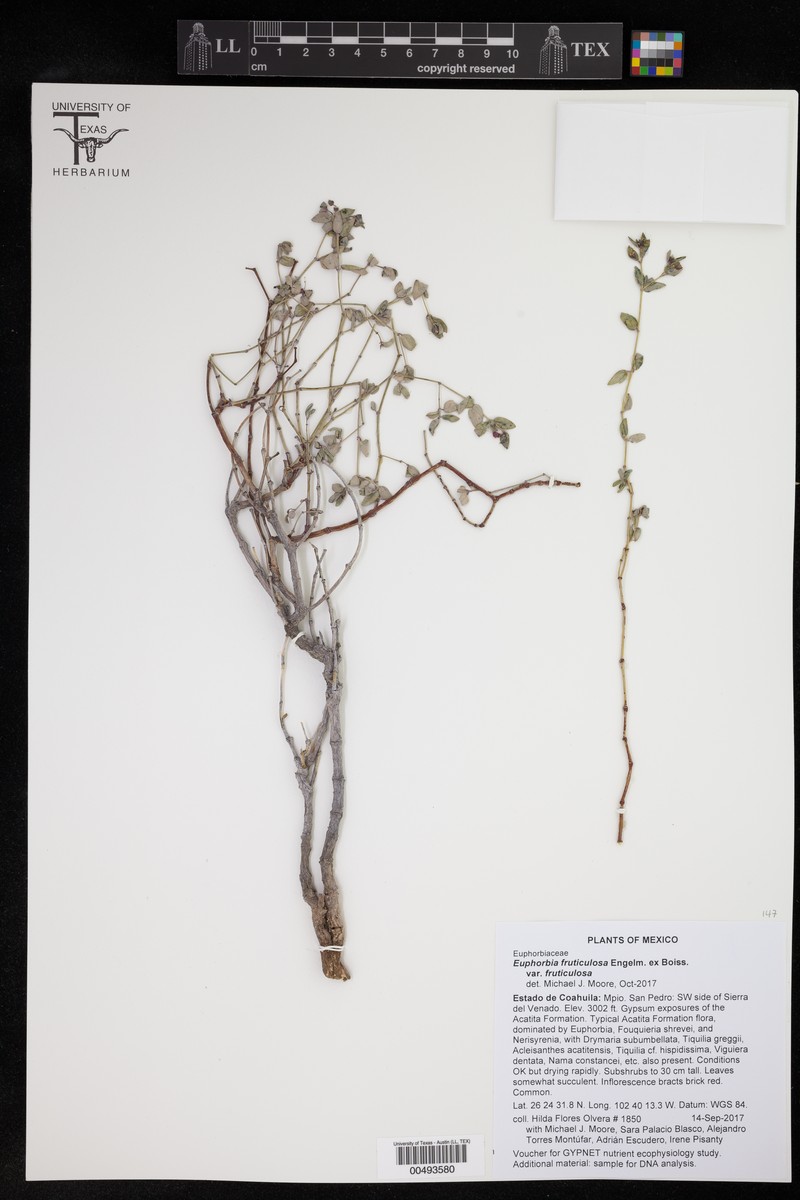 Euphorbia fruticulosa var. fruticulosa