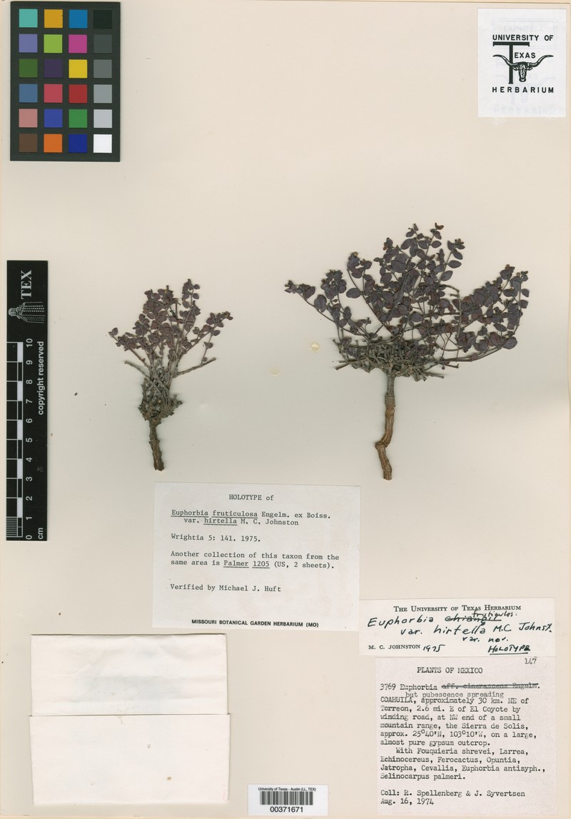 Euphorbia fruticulosa var. hirtella