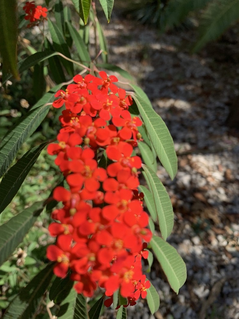 Scarlet-Plume photo 2