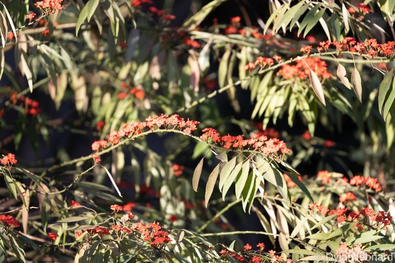 Scarlet-Plume photo 4