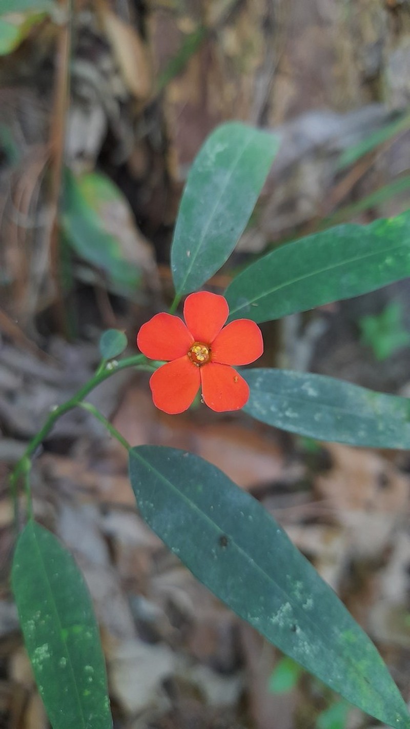 Scarlet-Plume photo 5