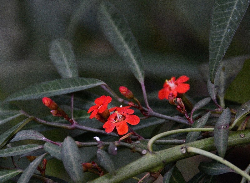 Scarlet-Plume photo 6