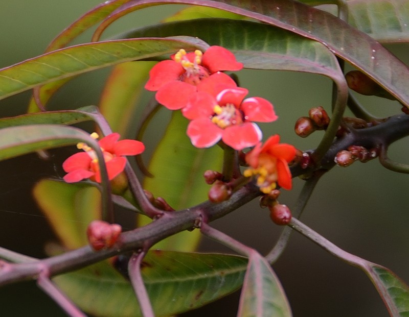 Scarlet-Plume photo 7