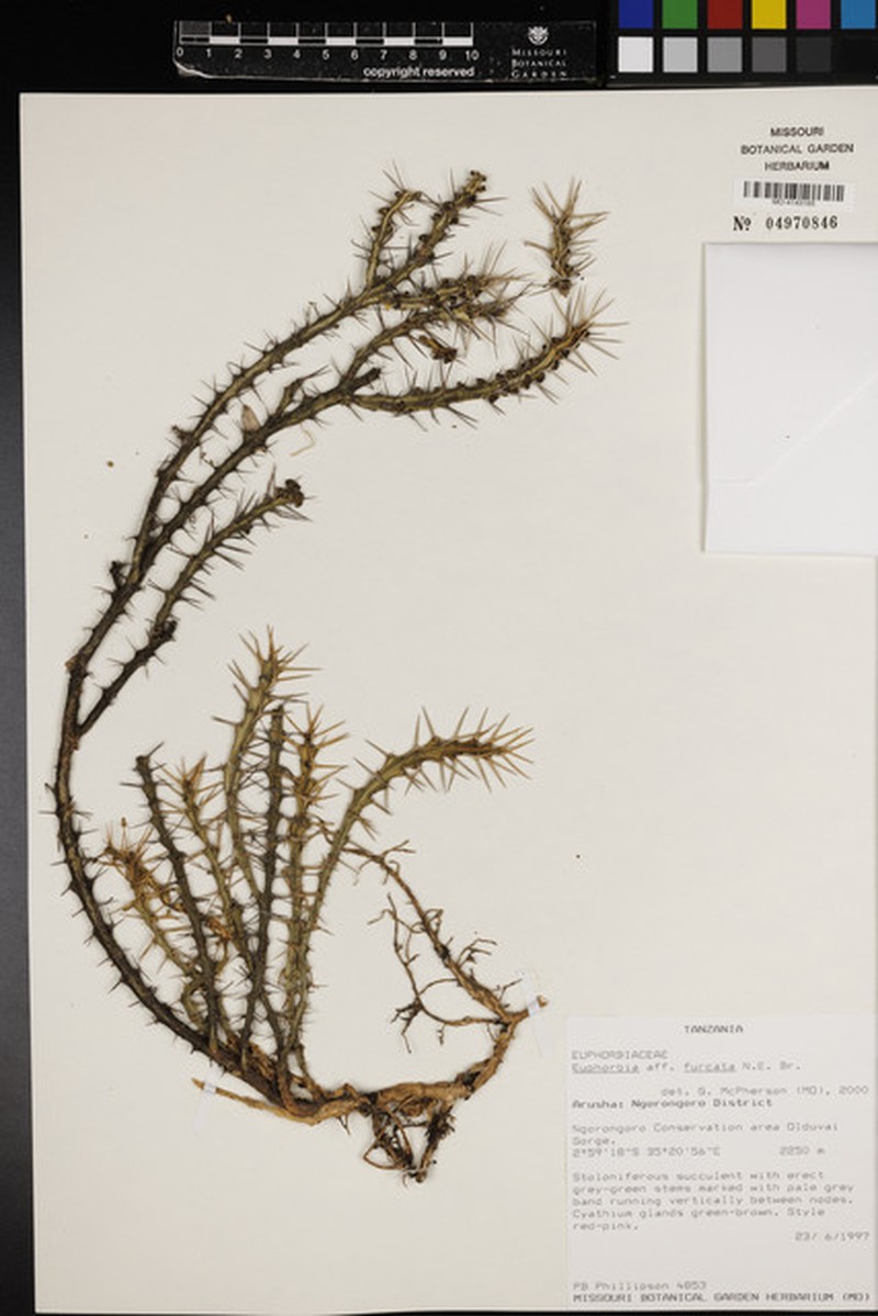 Euphorbia furcata photo 2