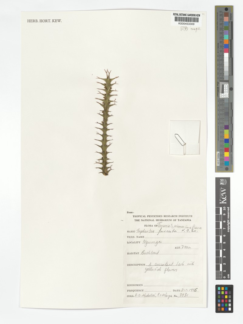 Euphorbia furcata photo 3