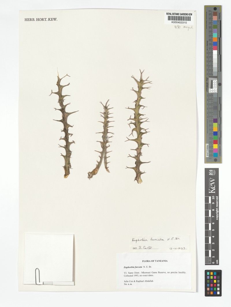 Euphorbia furcata photo 4