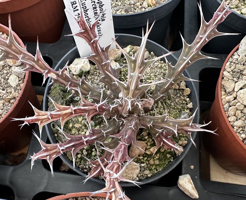 Euphorbia furcata