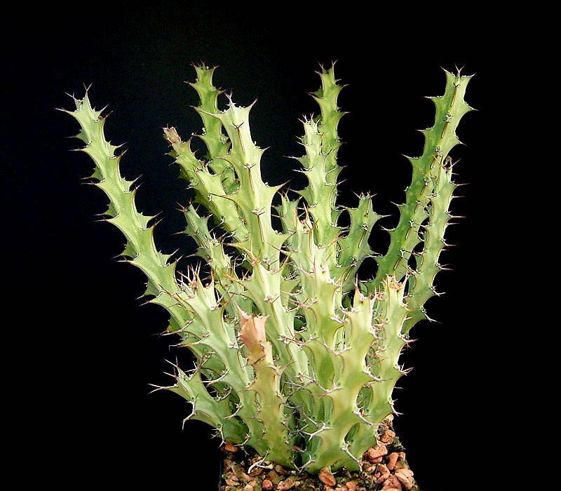 Euphorbia furcata photo 8