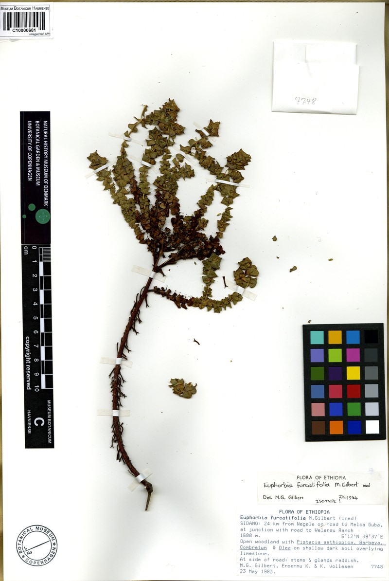 Euphorbia furcatifolia
