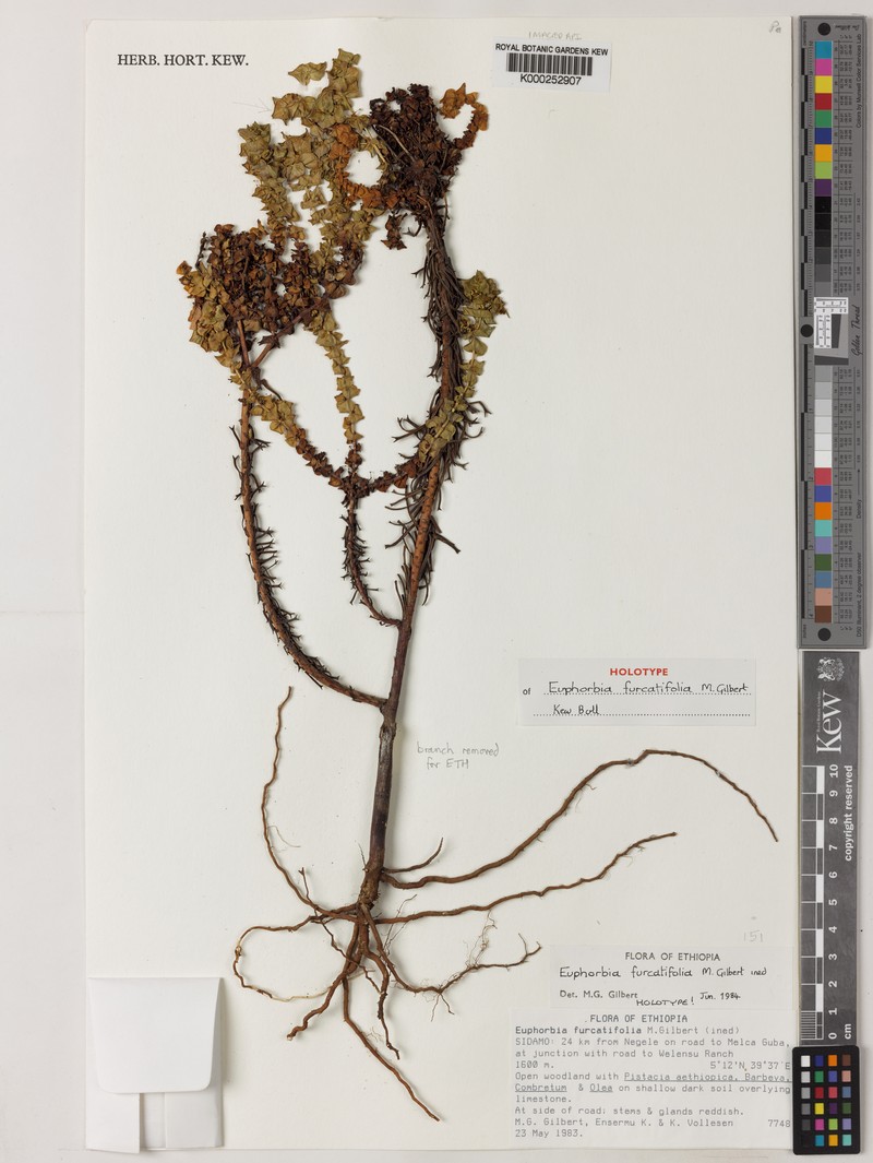 Euphorbia furcatifolia photo 2