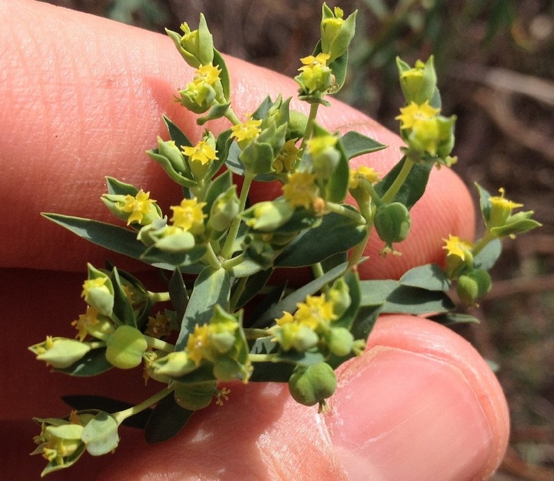 Euphorbia furcillata