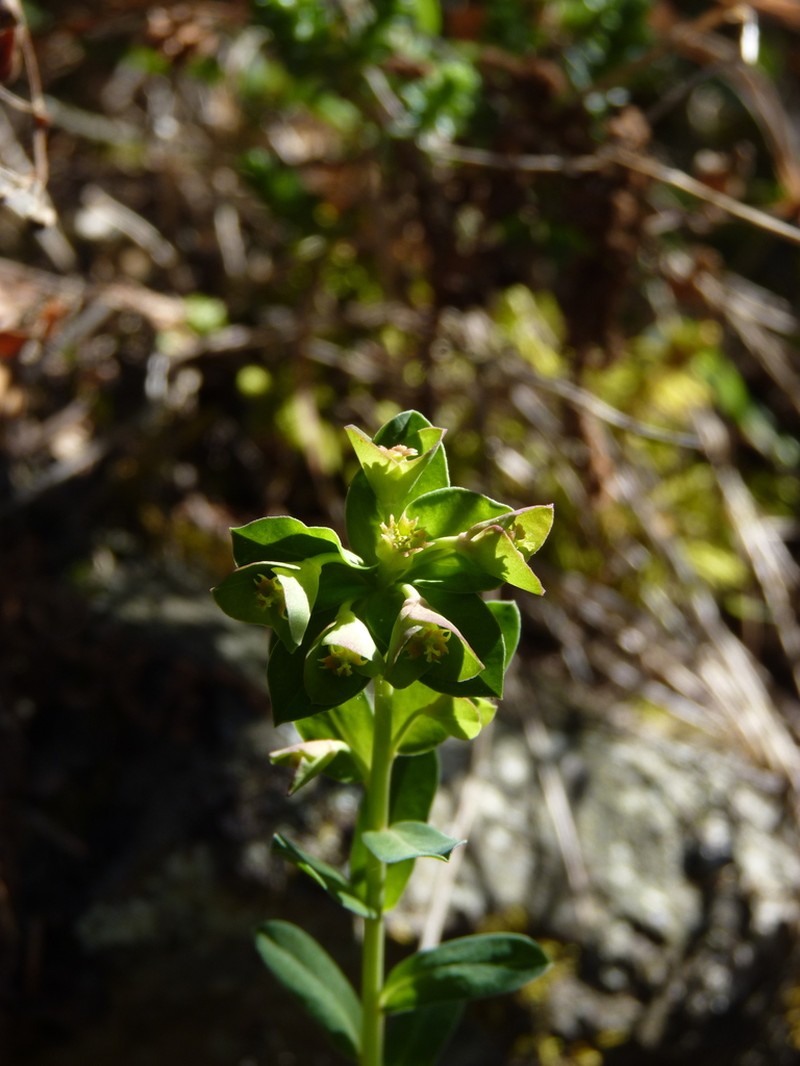 Euphorbia furcillata photo 2