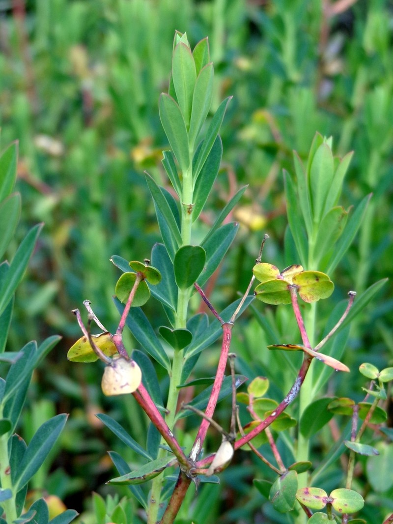 Euphorbia furcillata photo 3