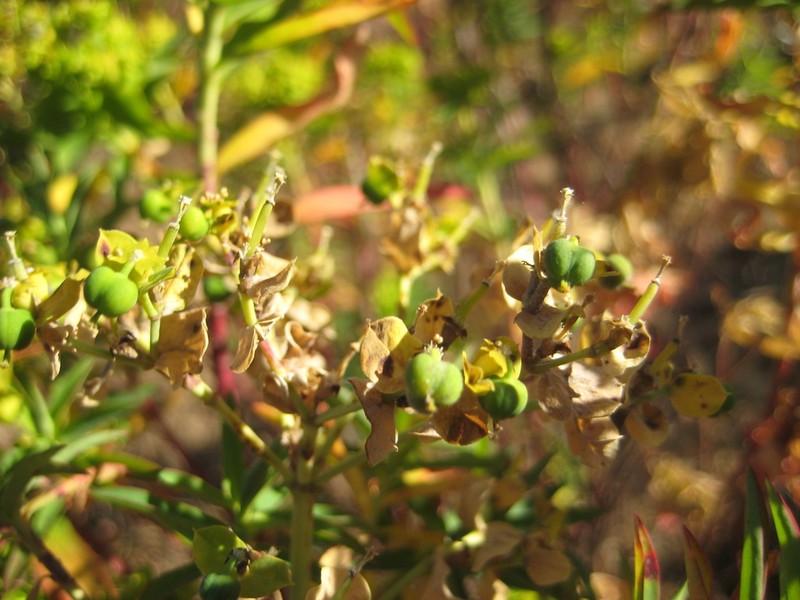 Euphorbia furcillata photo 4