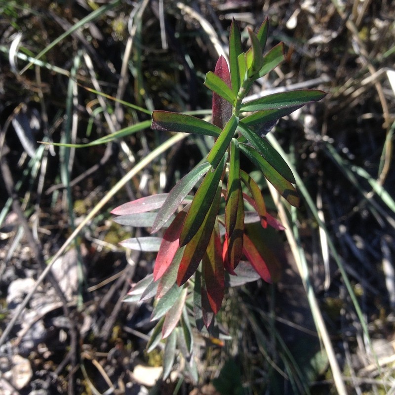 Euphorbia furcillata photo 5