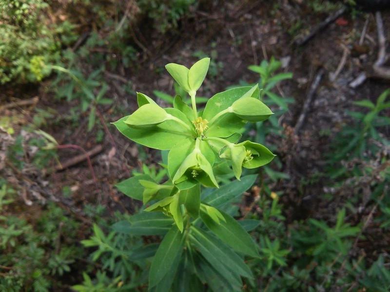 Euphorbia furcillata photo 6