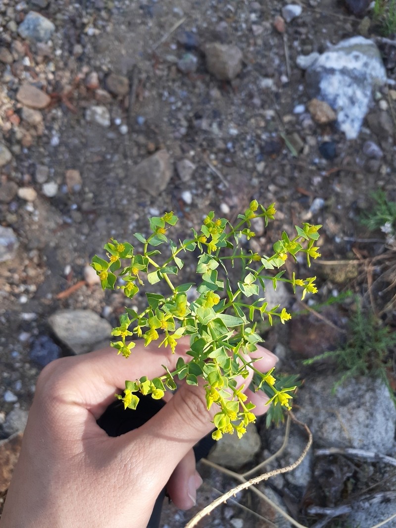 Euphorbia furcillata photo 7