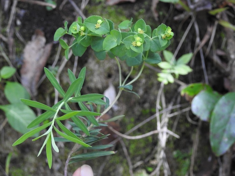 Euphorbia furcillata photo 8