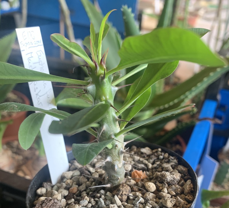 Euphorbia fuscoclada
