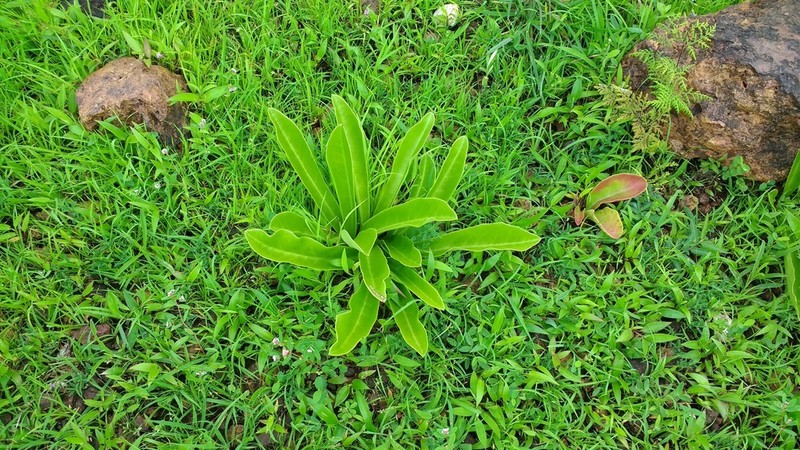 Euphorbia fusiformis photo 2
