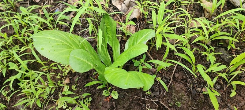 Euphorbia fusiformis photo 3