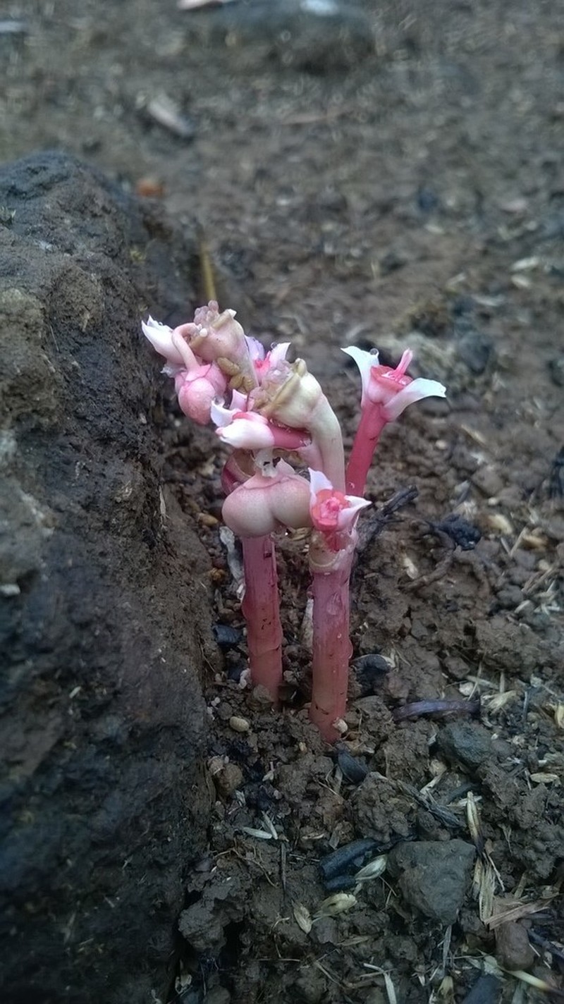 Euphorbia fusiformis photo 4