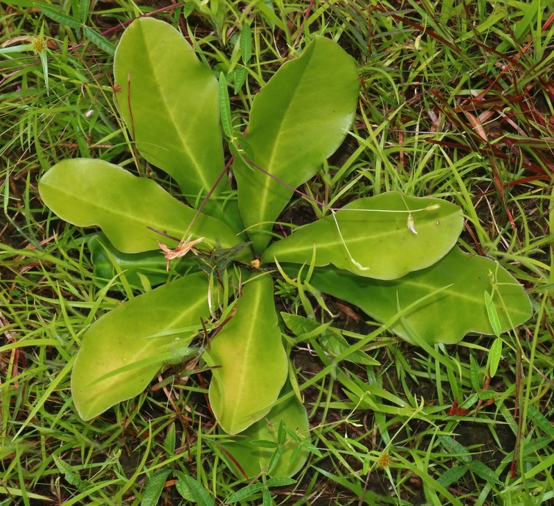 Euphorbia fusiformis photo 5