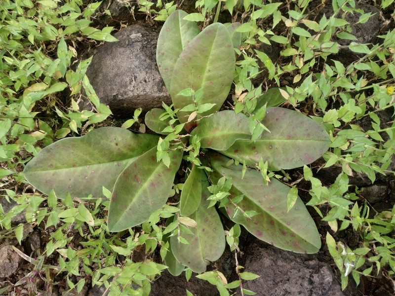 Euphorbia fusiformis photo 6