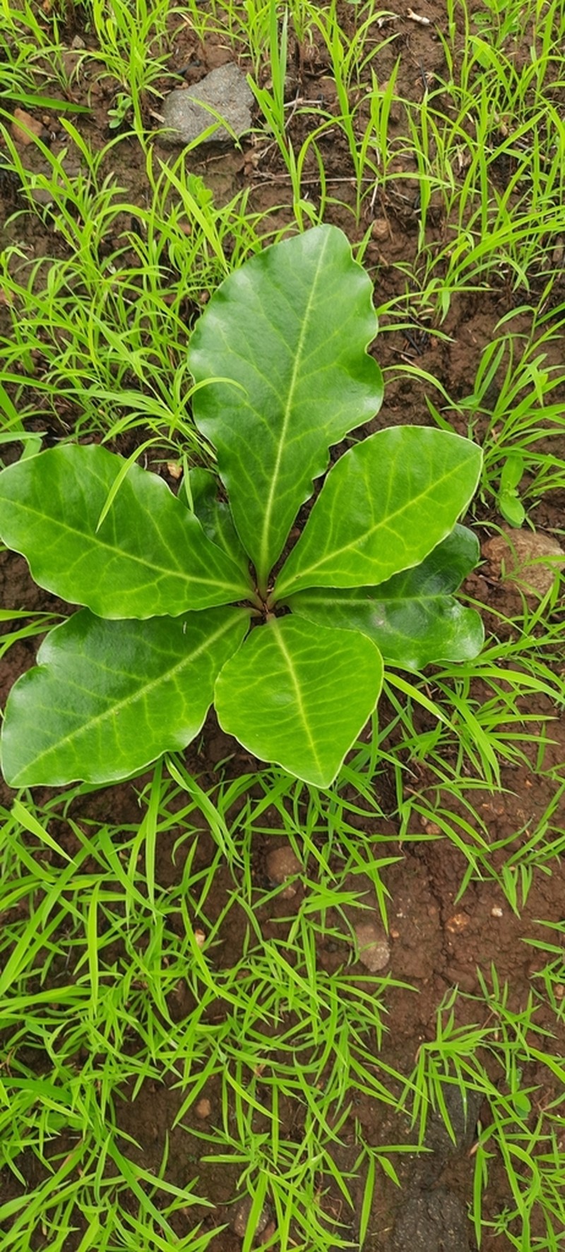 Euphorbia fusiformis photo 8