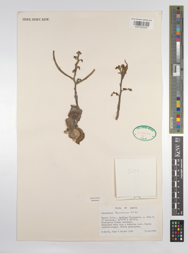 Euphorbia fwambensis