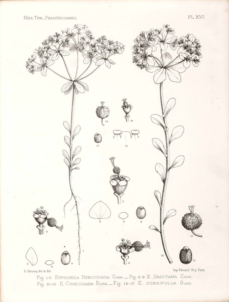 Euphorbia gaditana