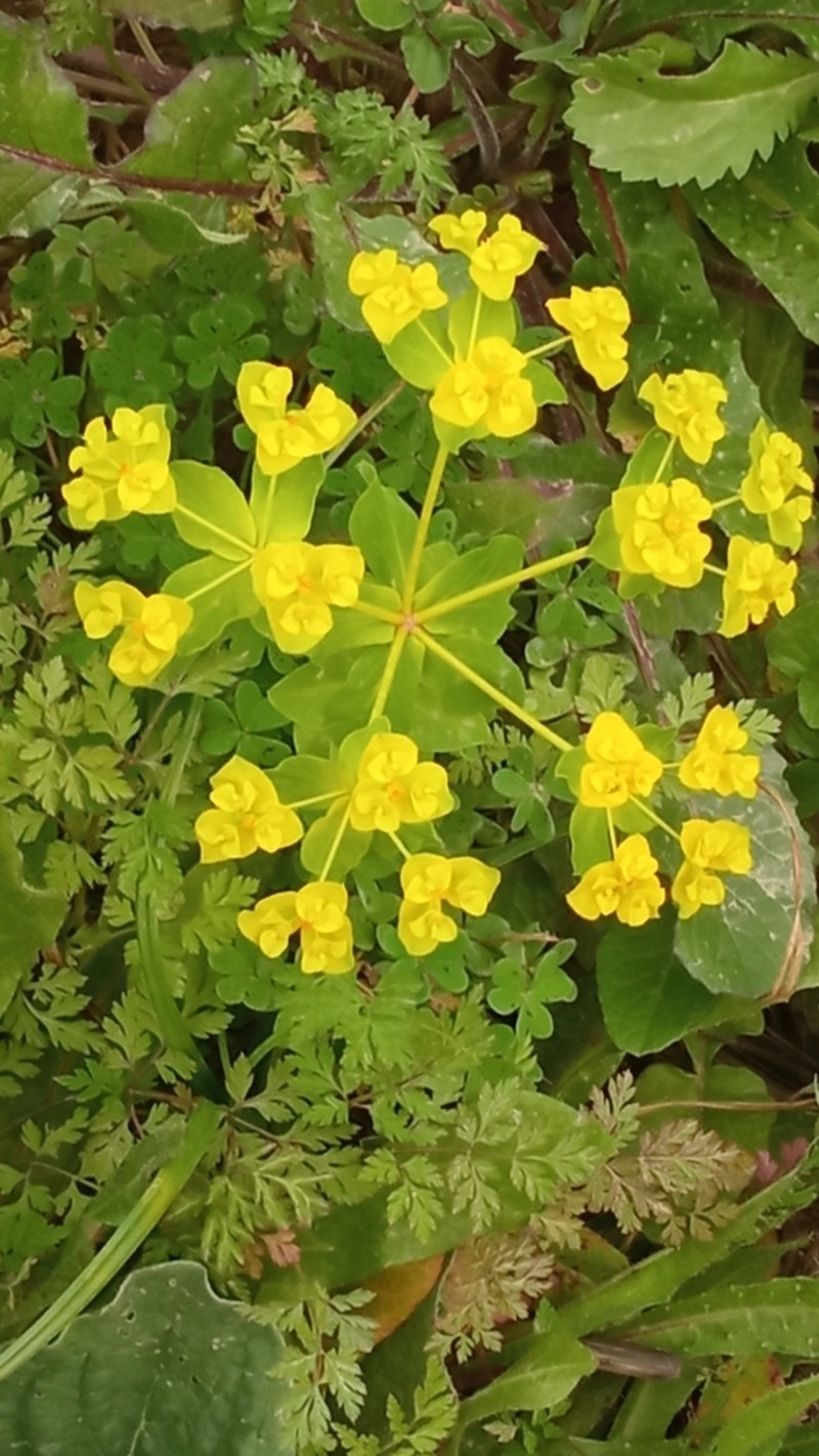 Euphorbia gaditana photo 2