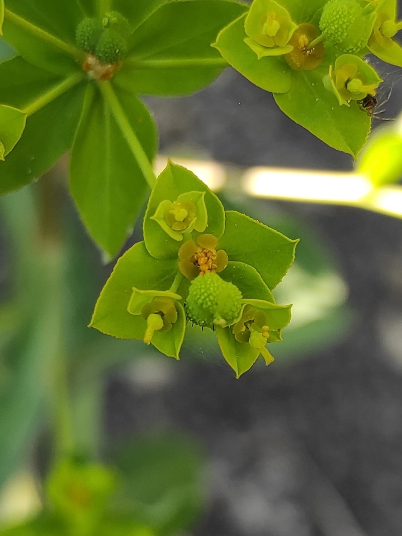Euphorbia gaditana photo 3