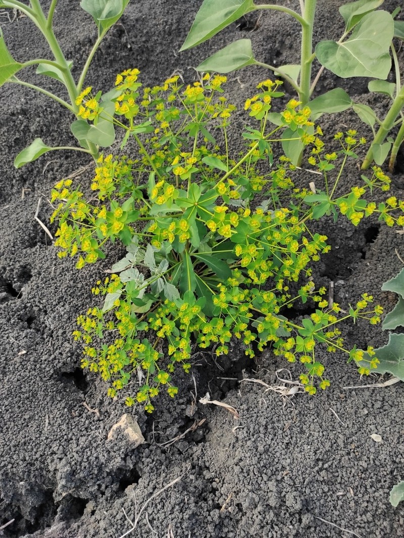 Euphorbia gaditana photo 4
