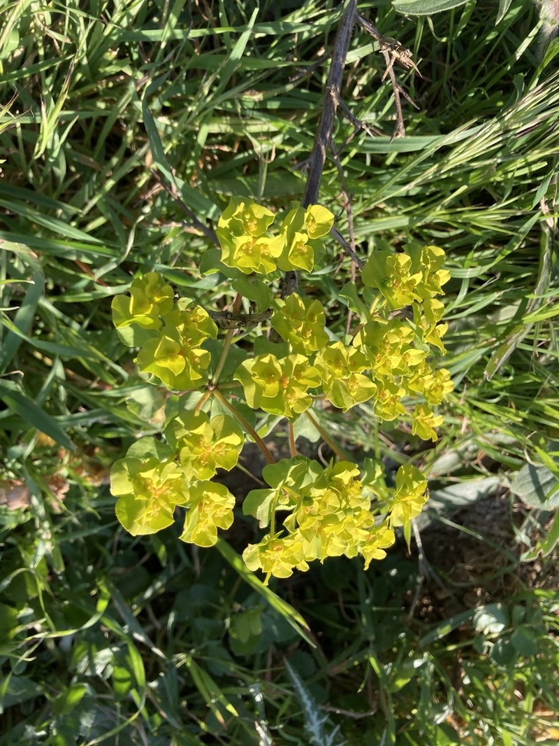 Euphorbia gaditana photo 5
