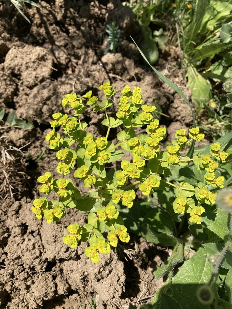 Euphorbia gaditana photo 6