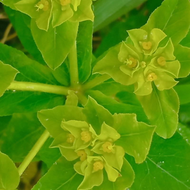 Euphorbia gaditana photo 7