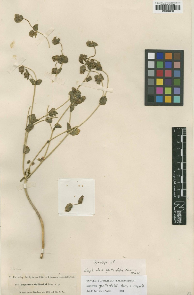 Euphorbia gaillardotii