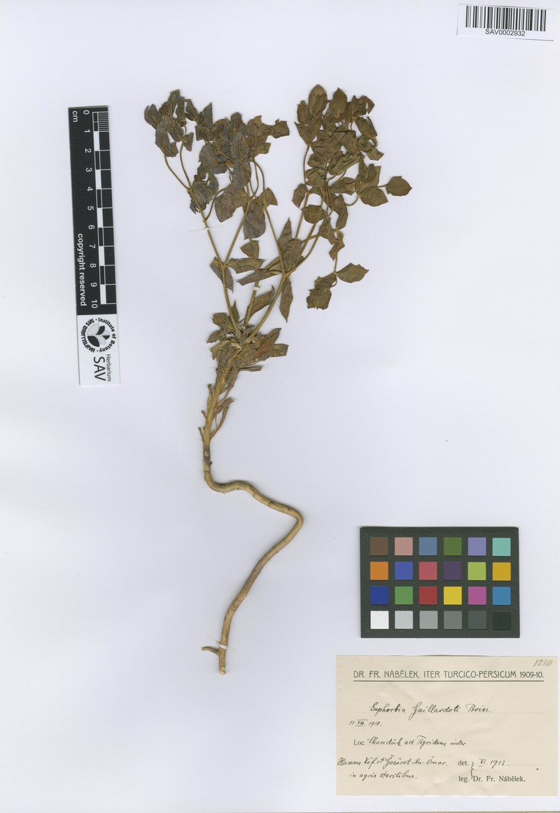 Euphorbia gaillardotii photo 2