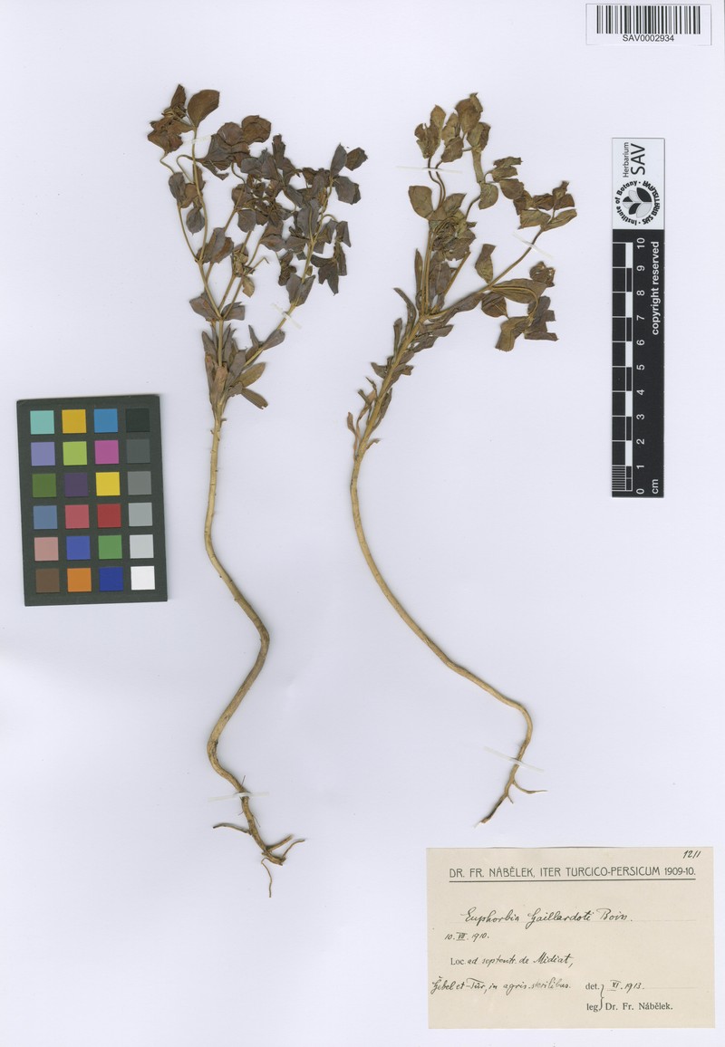 Euphorbia gaillardotii photo 3