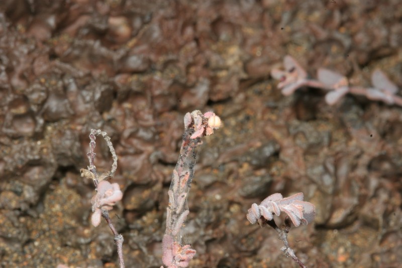 Euphorbia galapageia