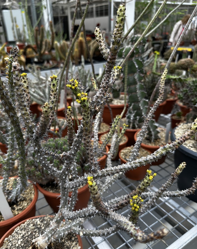 Euphorbia galgalana