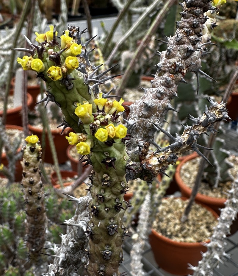 Euphorbia galgalana photo 4