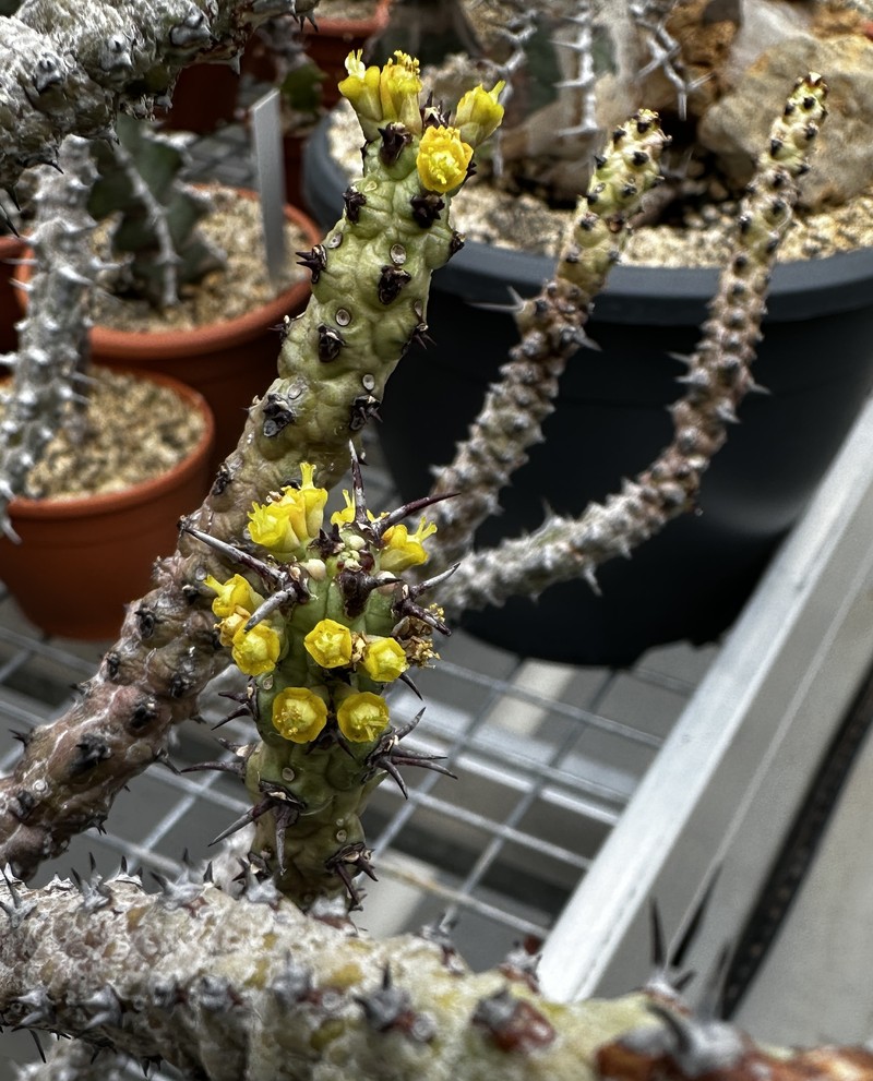 Euphorbia galgalana photo 5