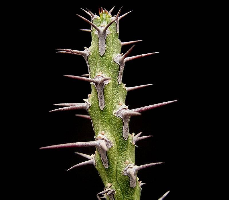 Euphorbia galgalana photo 6
