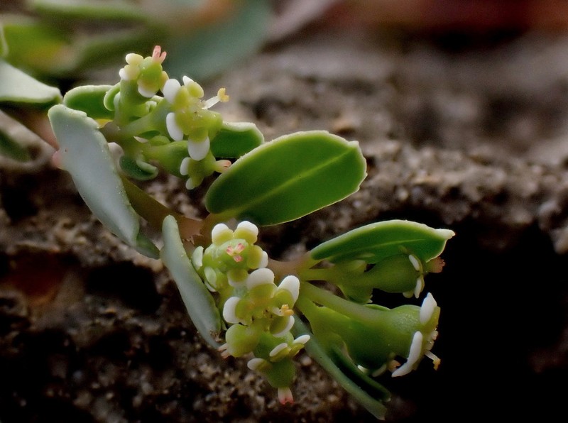 Euphorbia garanbiensis