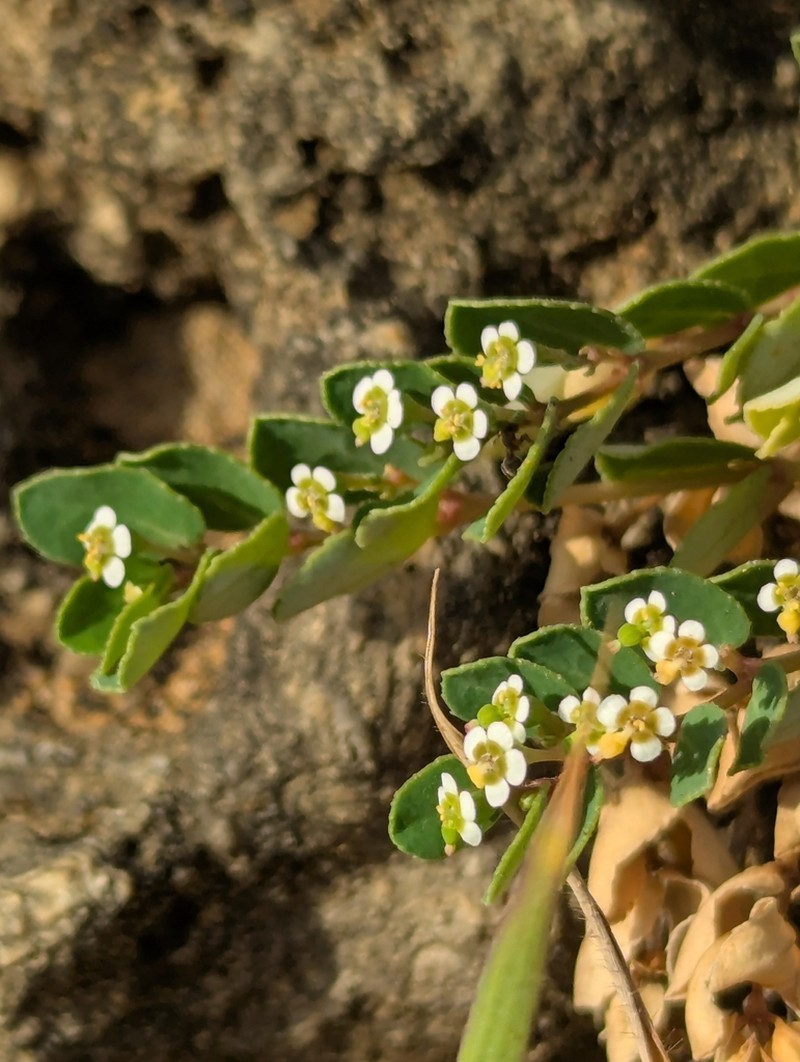 Euphorbia garanbiensis photo 2