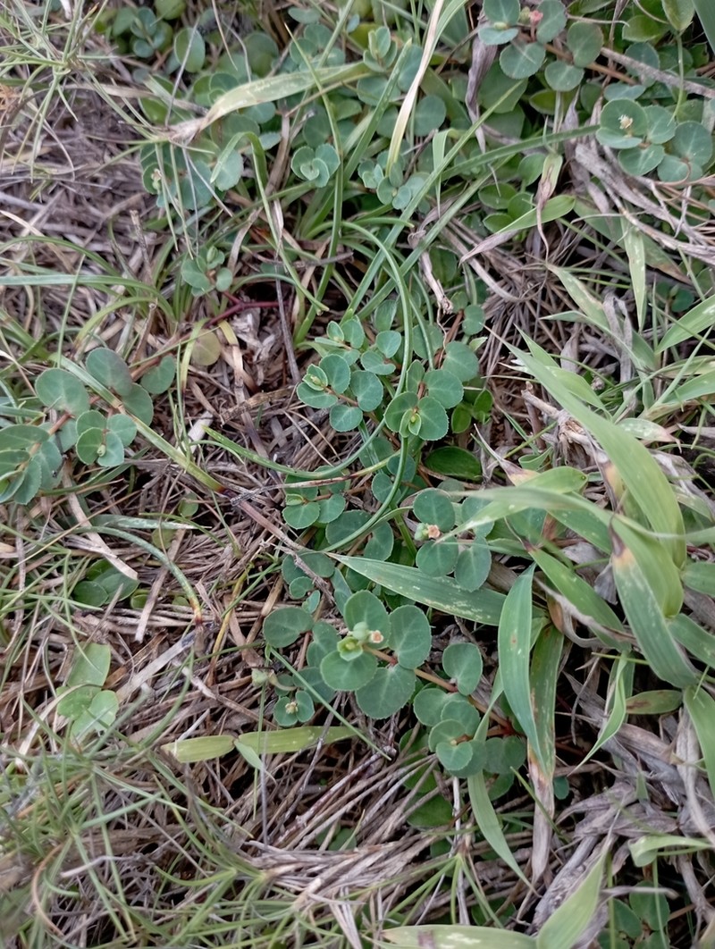 Euphorbia garanbiensis photo 3